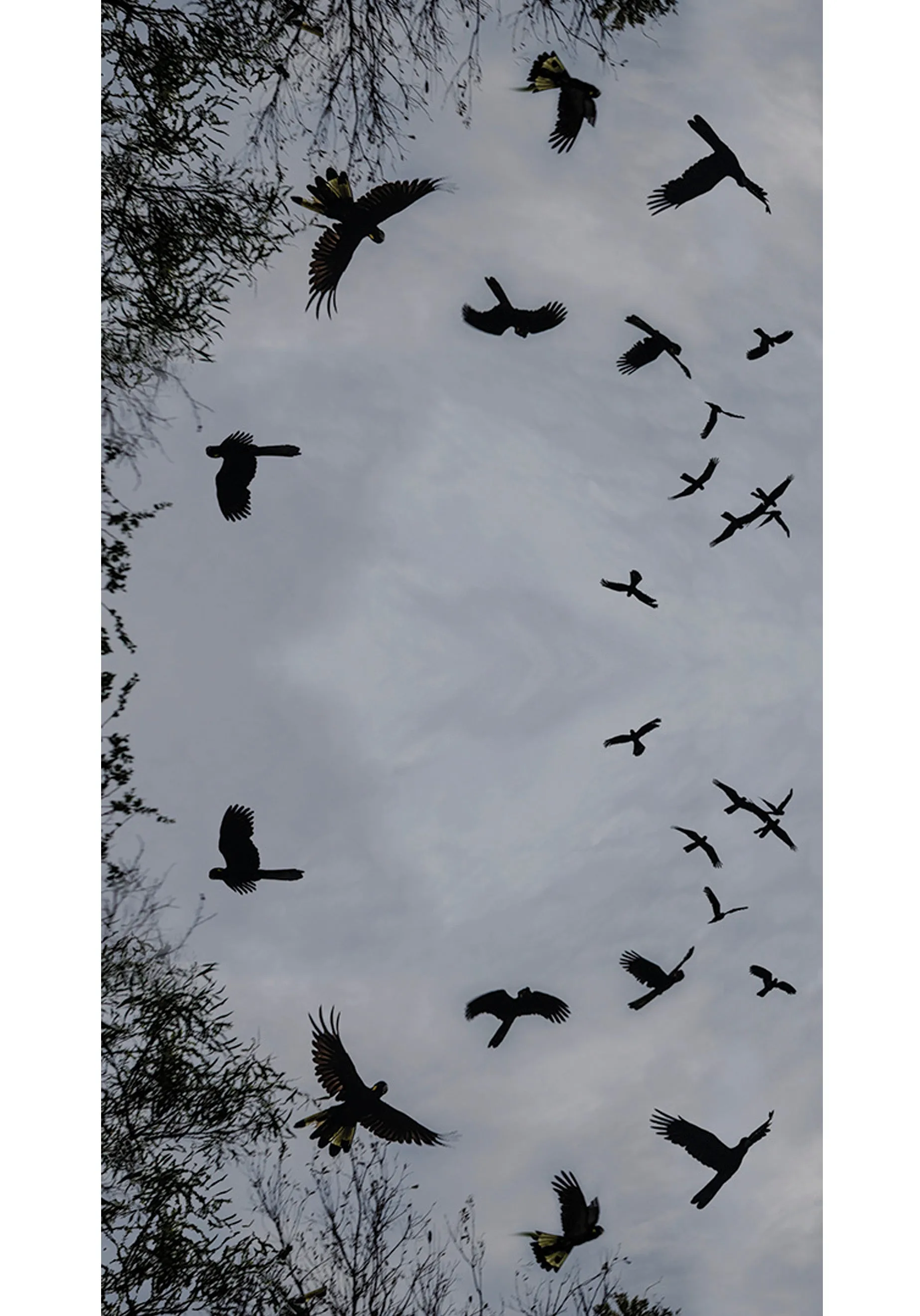 BLACK COCKATOOS' WOOL & SILK SCARF